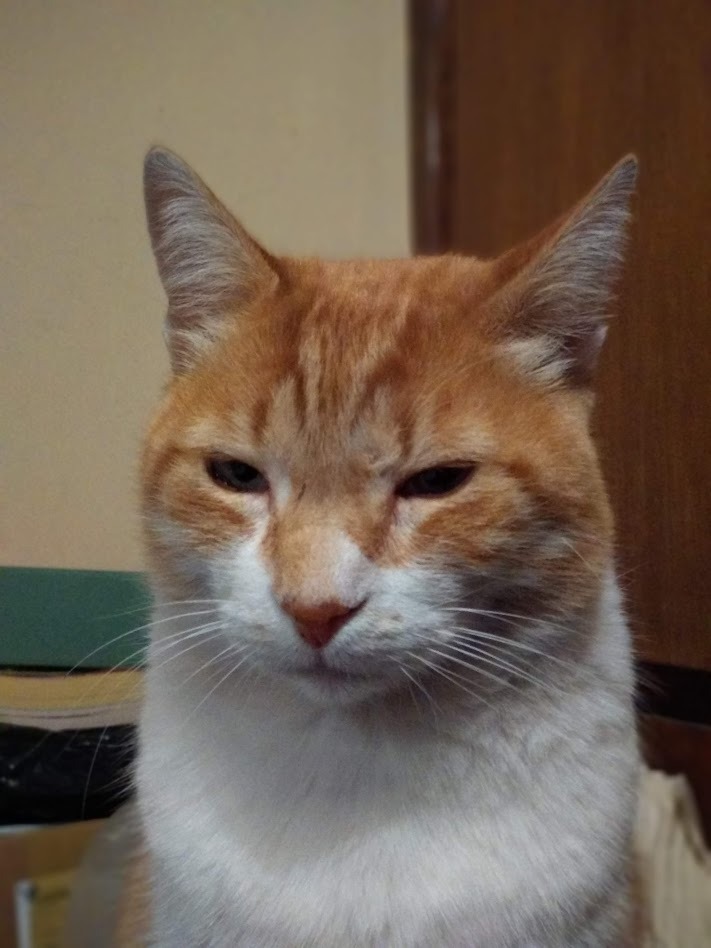 El gato Felipe